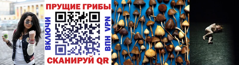 Псилоцибиновые грибы Psilocybine cubensis Красноуральск